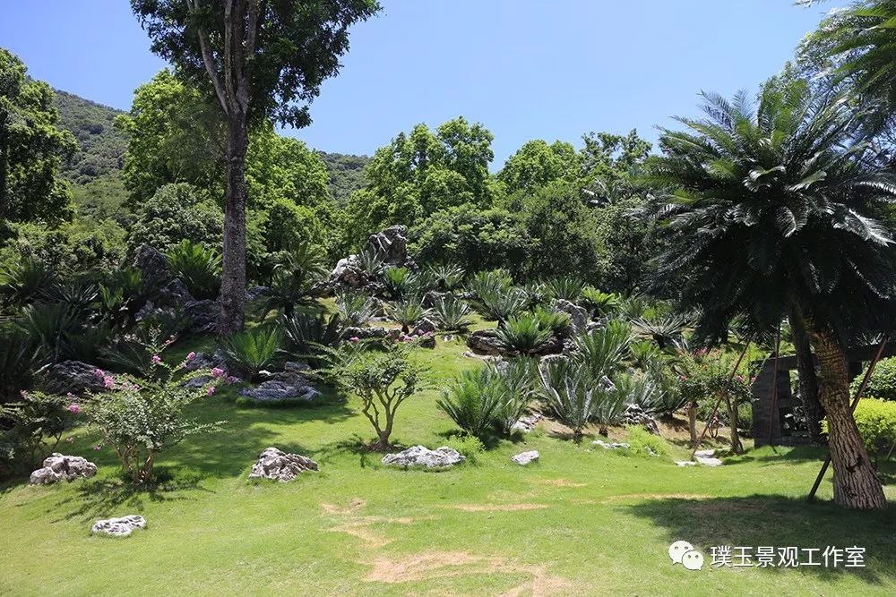 铁树植物园,铁树开花是很奇特的景色