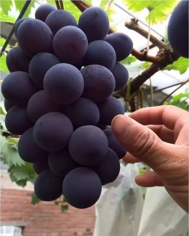 葡萄现在有什么新品种产量高,2019年鲜食葡萄新品种分析