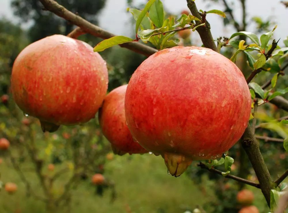 突尼斯软籽石榴被称之为雅诗兰黛,被誉为可以吃的雅诗兰黛软籽石榴