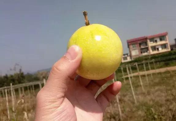 百香果哪个品种最好结果多,百香果什么品种又大又甜