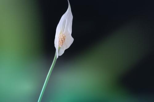 4种寓意好的花卉,6种不同花卉代表的寓意