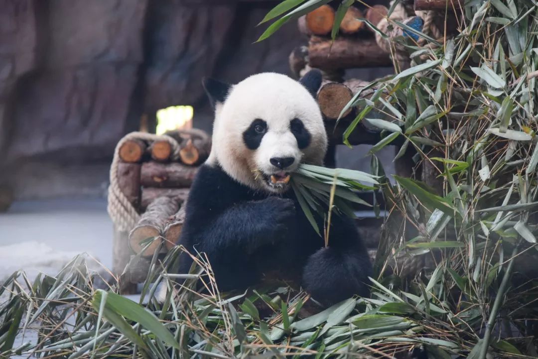 实力圈粉!熊猫兄弟今天正式亮相东莞,一大波萌图滚滚来袭