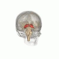 为什么有些人很吵都能睡着,为什么有的人很吵也能睡得着