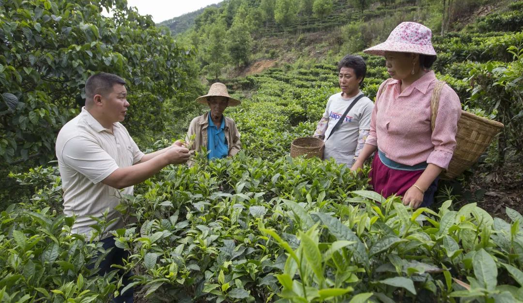 「创富人物」凌云茶乡“领头阳”的人善茶方纯