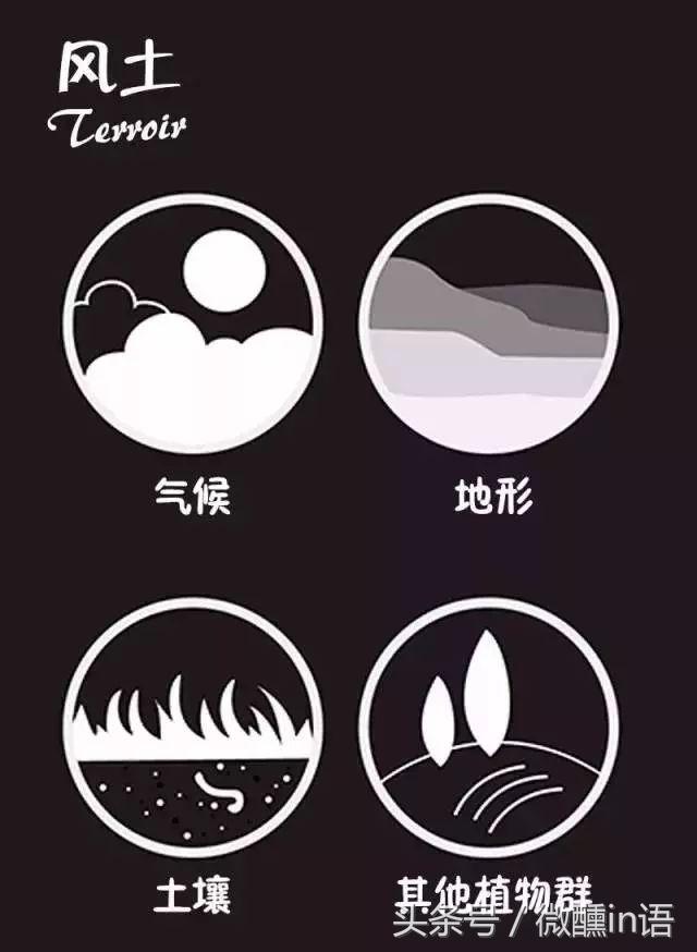 红酒知识大全短视频,红酒知识视频全集