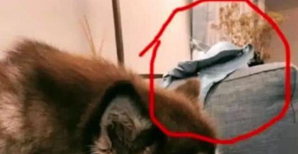 王思聪爱犬王可可找回来了吗,王思聪家狗狗为啥叫王可可