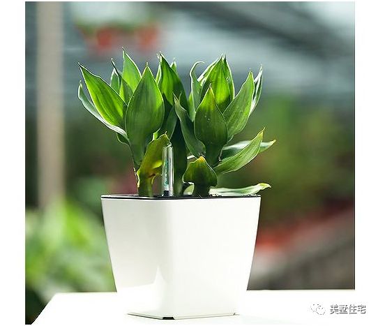 客厅摆放什么招财运比较好,家中客厅财位摆什么最旺财