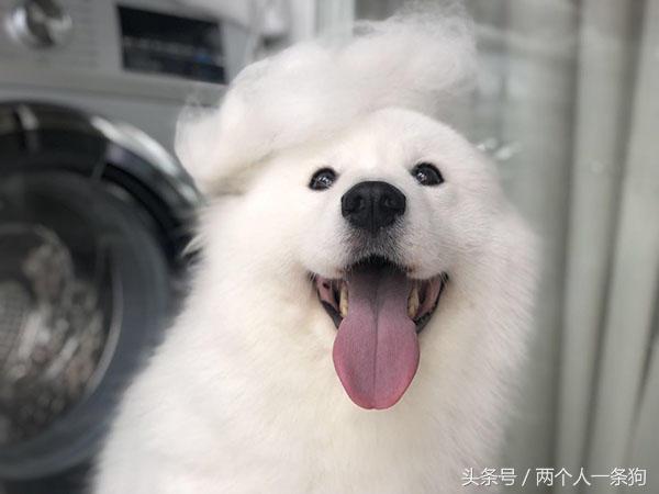 狗狗换季掉毛的处理方法,换季狗狗皮肤问题怎么办