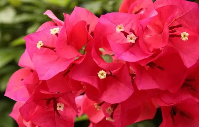 全国31省会城市的市花,全国56个市市花