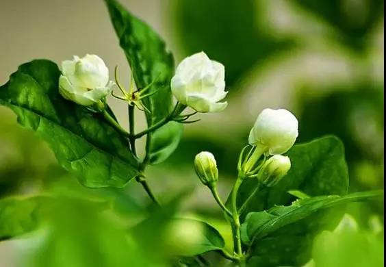 全国31省会城市的市花,全国56个市市花