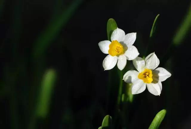 全国31省会城市的市花,全国56个市市花