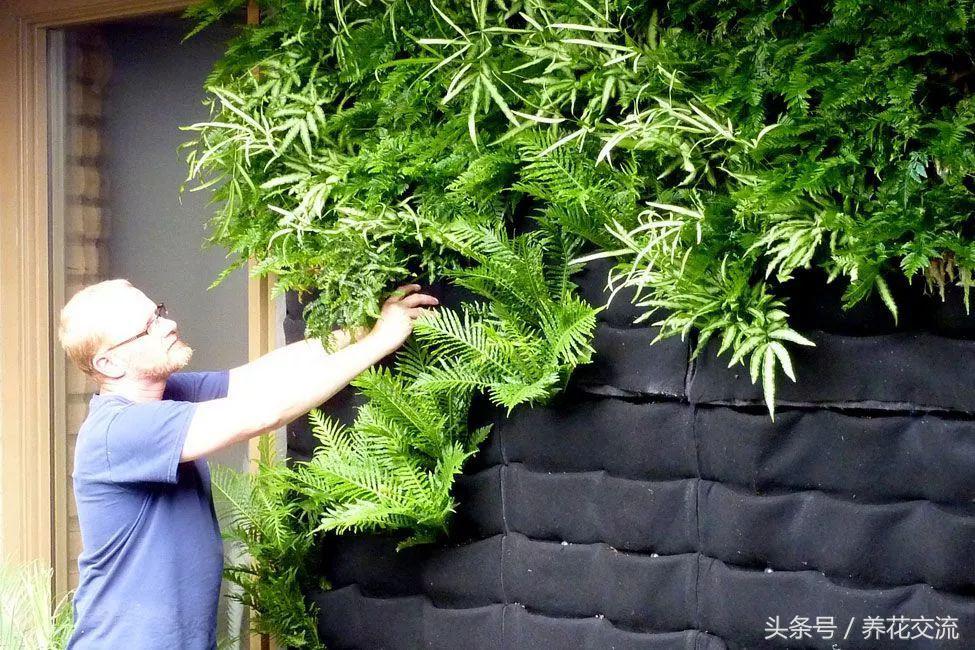 可以爬满墙还好看的植物,可以种在花盆里的乔木