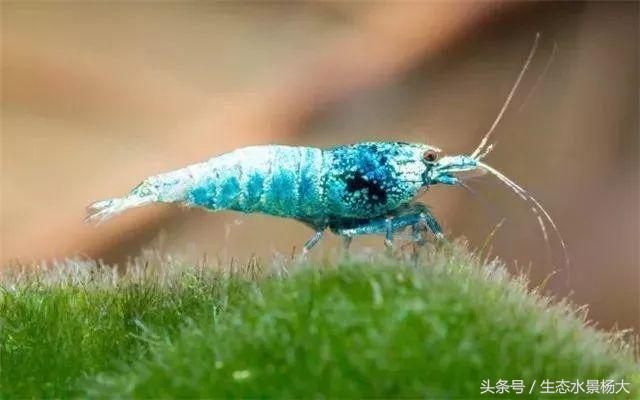 水晶虾开缸养水详细教程,开一个虾缸要多少钱