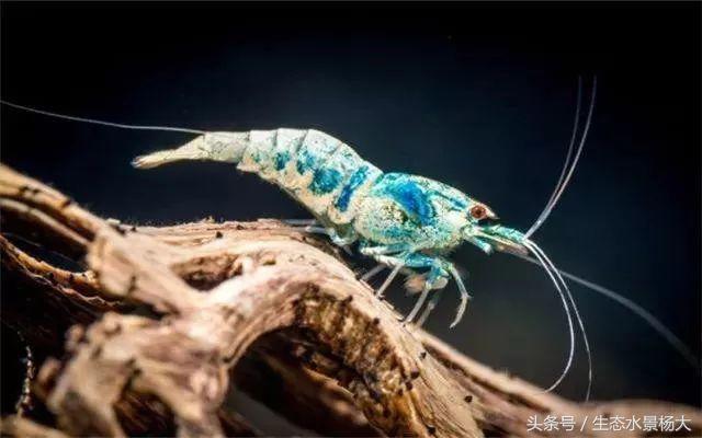 水晶虾开缸养水详细教程,开一个虾缸要多少钱