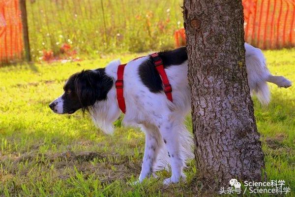 狗狗为什么上厕所之前要刨地,为什么狗狗上完厕所要刨地