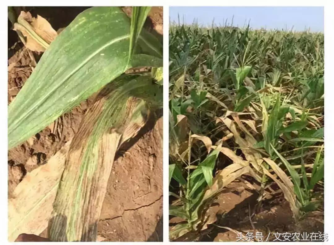 玉米什么时间防治害虫,玉米六月份防治什么病虫害