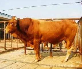 养牛技术36个视频,养牛技术七大要点分析