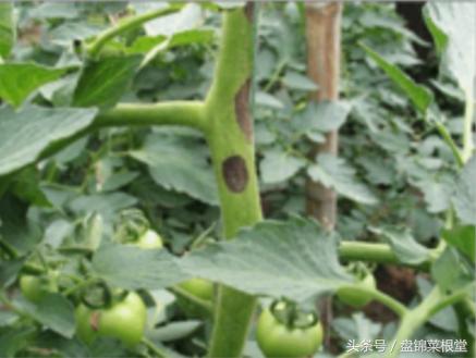 碱地柿子的正确做法,碱地柿子种植方法