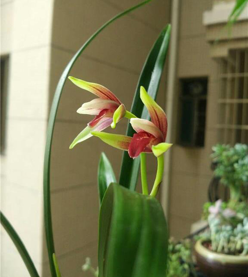 兰花价格决定因素由高到低,如何了解兰花价格