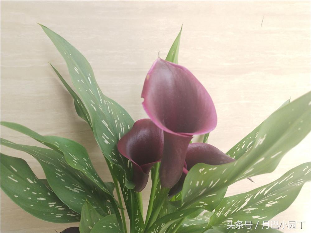 马蹄莲夏季怎么养才能开花快,马蹄莲怎么养护让它第二年开花