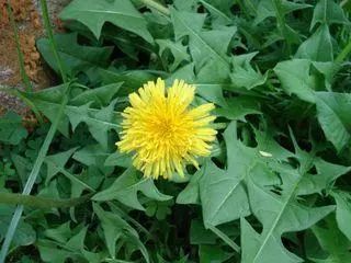 全世界最有营养100种食物排行榜,最有营养食物100种