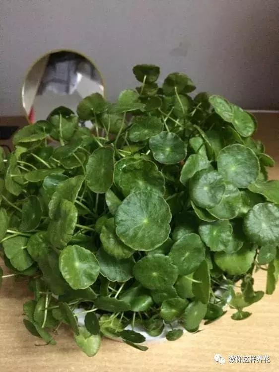 铜钱草修剪完干了如何补救,铜钱草与绿萝哪个好养