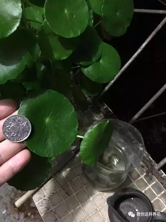 铜钱草修剪完干了如何补救,铜钱草与绿萝哪个好养