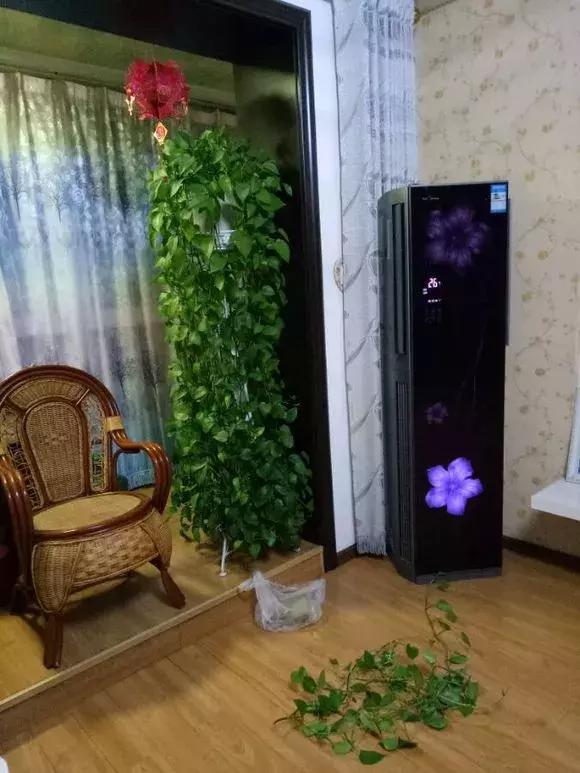 铜钱草修剪完干了如何补救,铜钱草与绿萝哪个好养