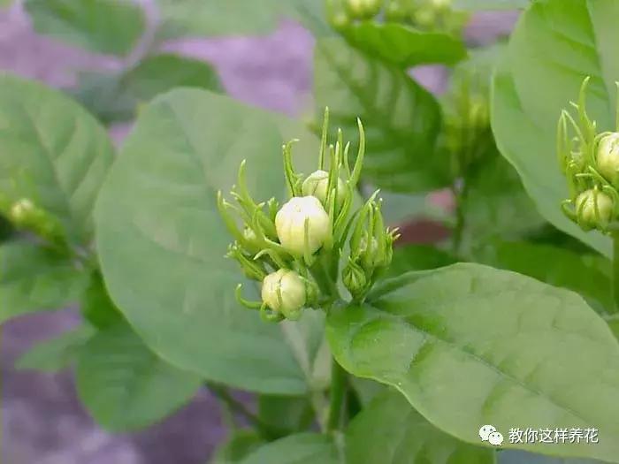 绿萝过冬后叶子全掉了,绿萝过完冬叶子黄了还能活吗