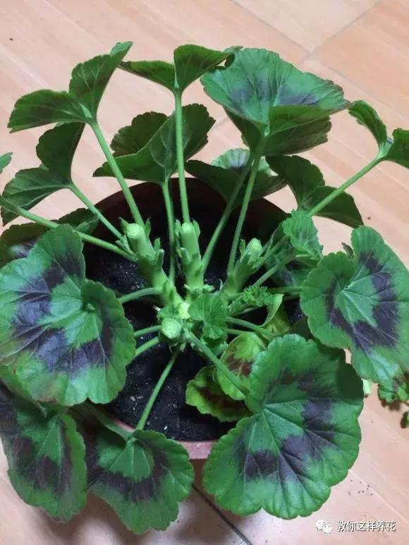 绿萝过冬后叶子全掉了,绿萝过完冬叶子黄了还能活吗