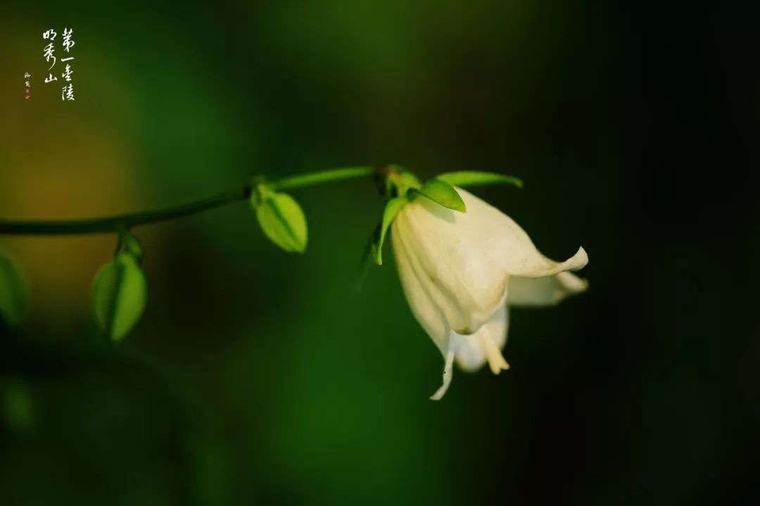 栖霞山百科简介,栖霞山玉竹