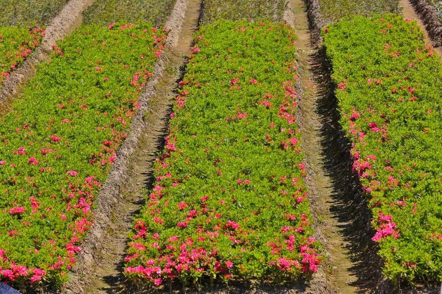 柴桥水芹书记,柴桥街道领导班子