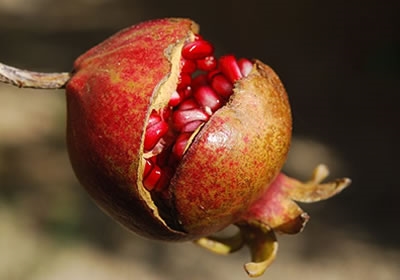 立秋之后女孩天天吃石榴，半个月后，身体发生惊喜的改变