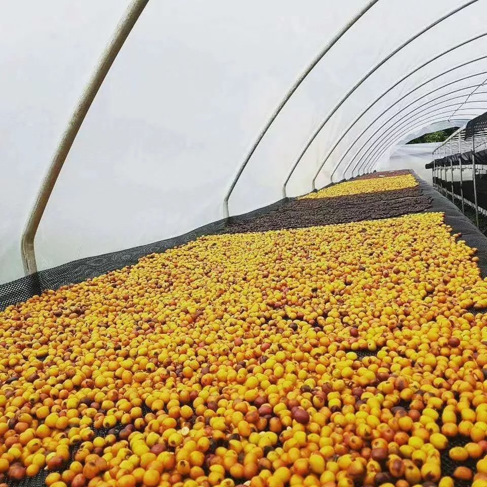 咖啡品鉴｜咖啡品种在不同国家和地区表现不同风味