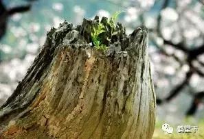 山歌文化传统音乐,山歌贵州纯音乐