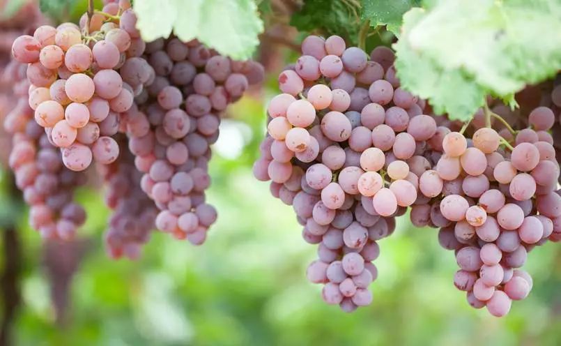 贵阳周边采摘水晶葡萄的地方,贵阳葡萄采摘地点推荐