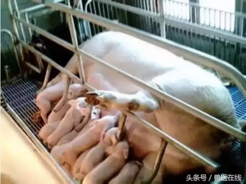母猪奶水培养方法和技术,养殖母猪下奶最快的方法