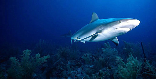 动物们看见的世界是什么样子的,动物们看世界