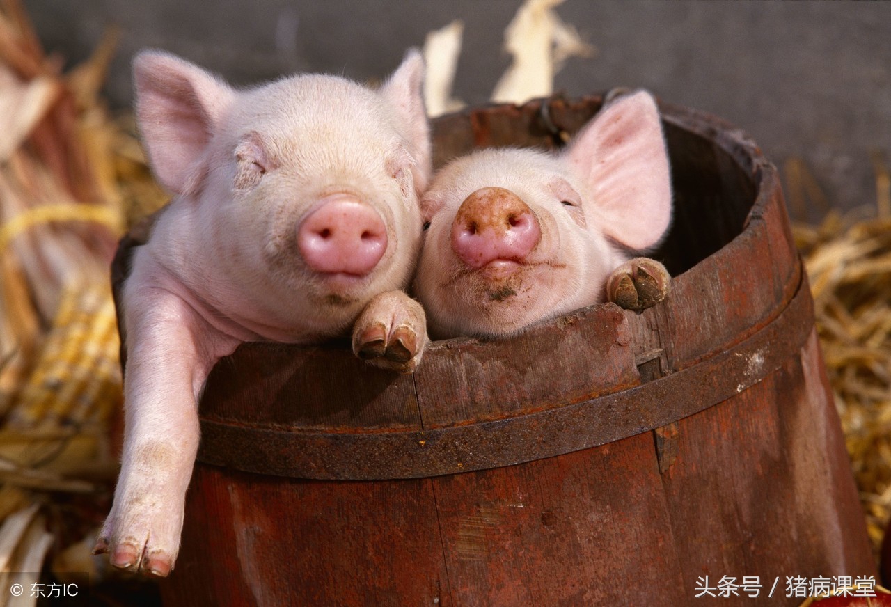 猪混感篇I，猪瘟和猪蓝耳混合感染判断防治