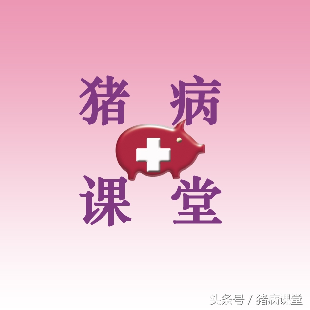 猪混感篇I，猪瘟和猪蓝耳混合感染判断防治