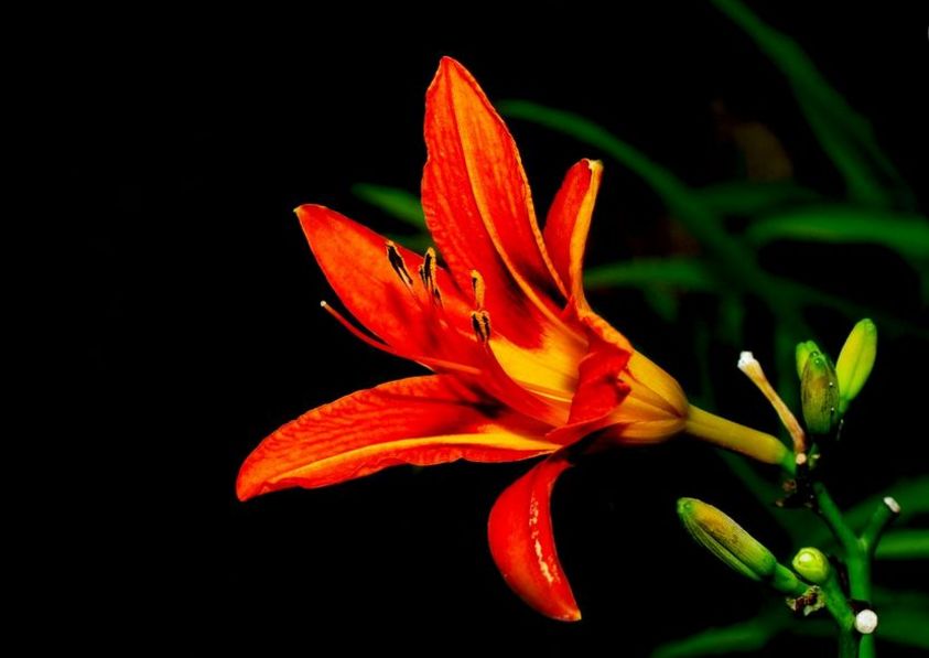 每朵花原唱完整版,每朵花完整版