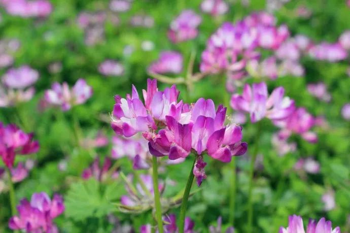 「词风雅韵」李瑾｜点绛唇十九韵十九花