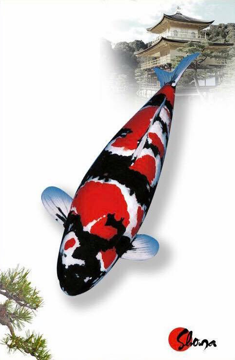 锦鲤风水鱼养几条,风水锦鲤饲养方法及注意事项