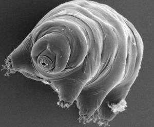 浜虹被涓栫晫鐨勭湡姝ｇ濂囧疂璐濆浘,涓栫晫涓婄湡鐨勪細鏈夌濂囧疂璐濆悧