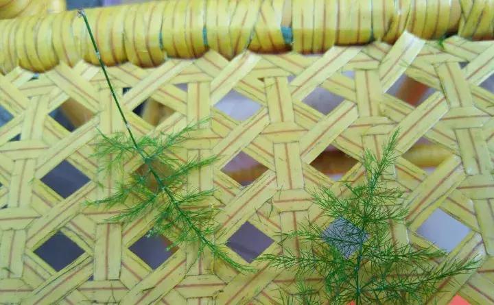 绿萝盆栽烂根了怎么办,君子兰绿萝叶子边发黄怎么办