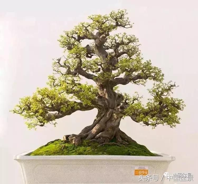 值得收藏的盆景养护常用技法