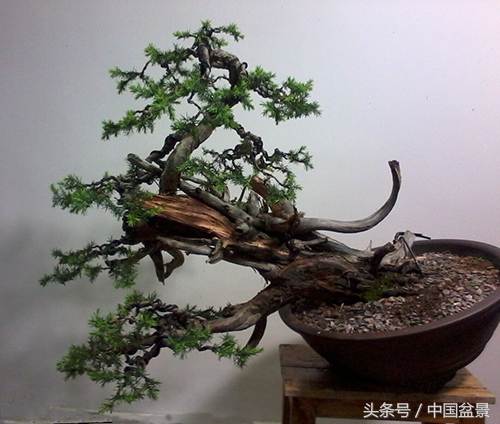 值得收藏的盆景养护常用技法