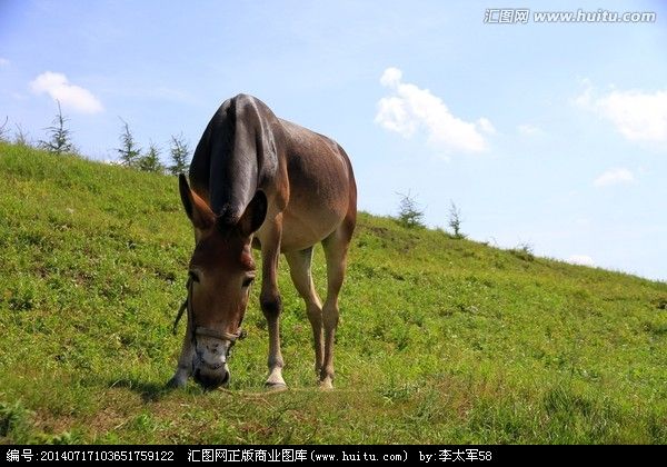 目前养驴现状,养驴最佳入手期