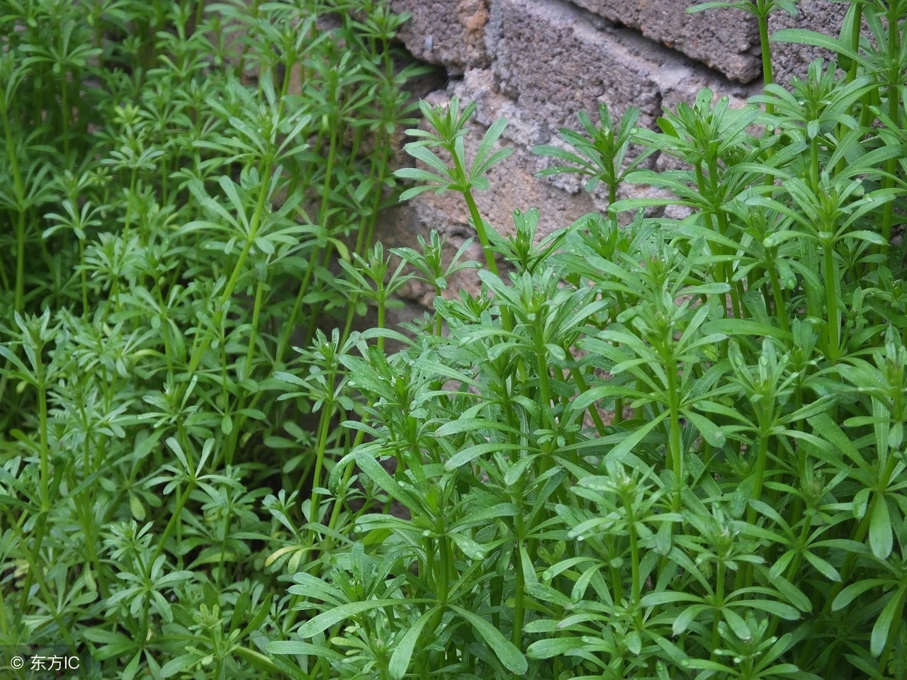 八仙草可以治什么病,八仙草真能治癌症吗