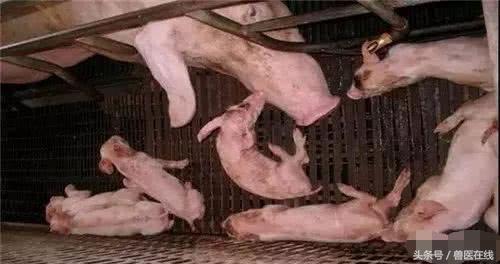 温氏母猪的养殖方法,温氏养猪饲养教学
